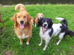 Cooper, Lucas en Timo